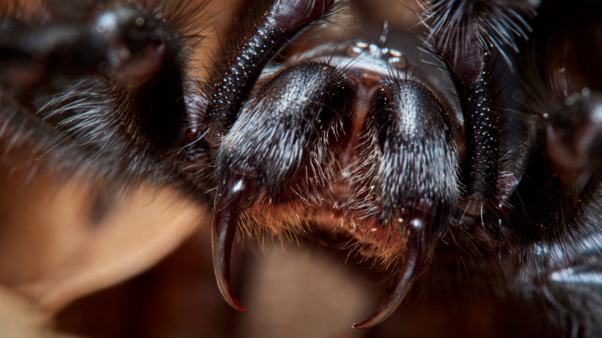 Close up of spider with fangs