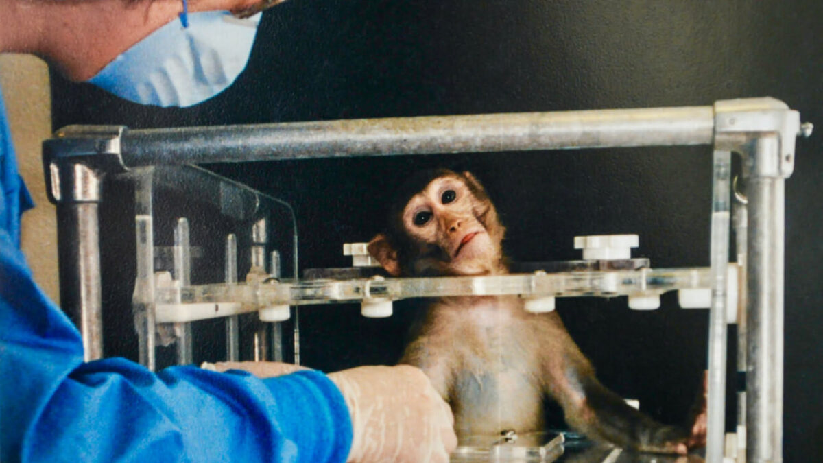 A VR experience shows the cruelty of animal testing. But future technologies such as virtual reality and artificial intelligence could soon do away with the torture.