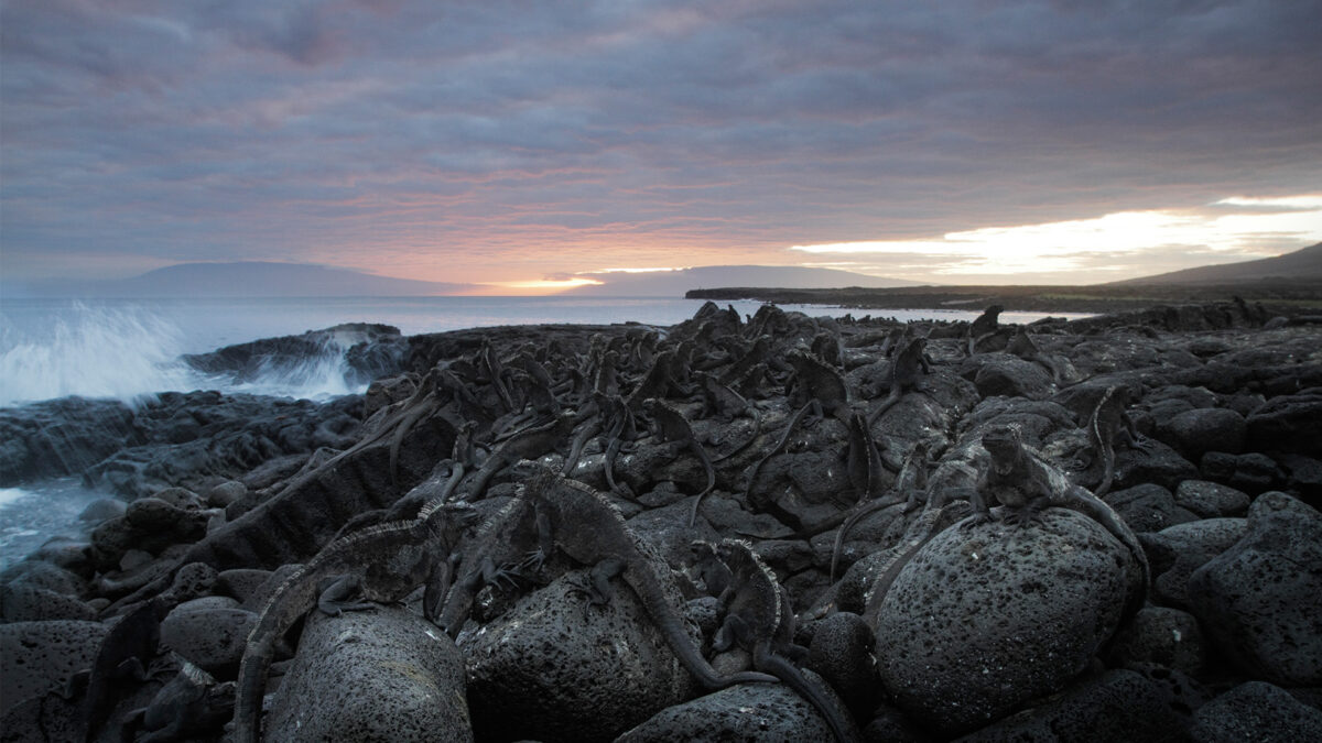 A large pile of black lizards lies by the sea on equally black rocks. An atmospheric sunrise in the background.